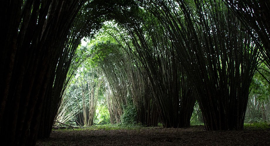 Bosque Tropical Río Palenque